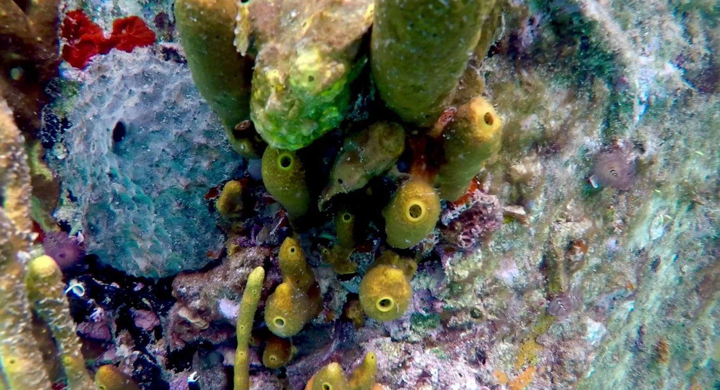 Frog fish at Pier